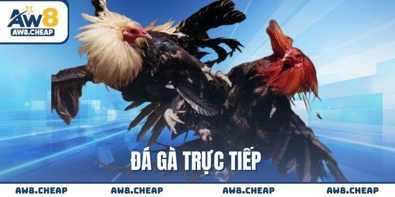 Đá gà trực tiếp - Thiên đường giải trí đổi thưởng tức thì
